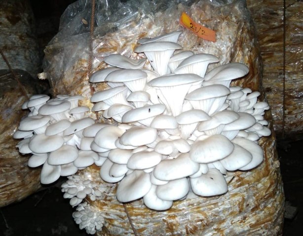 Oyster Mushrooms 200gm
