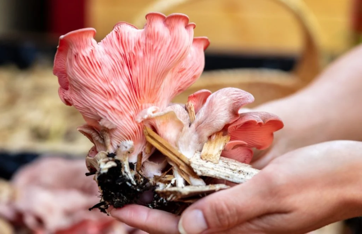 Pink oyster mushroom 200g